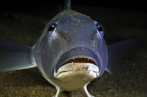 Fish best