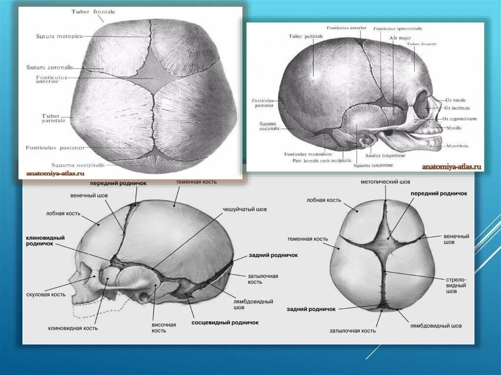 Швы и роднички черепа анатомия. Ламбдовидный шов черепа. Стреловидный венечный и затылочный швы. Швы и роднички головки.