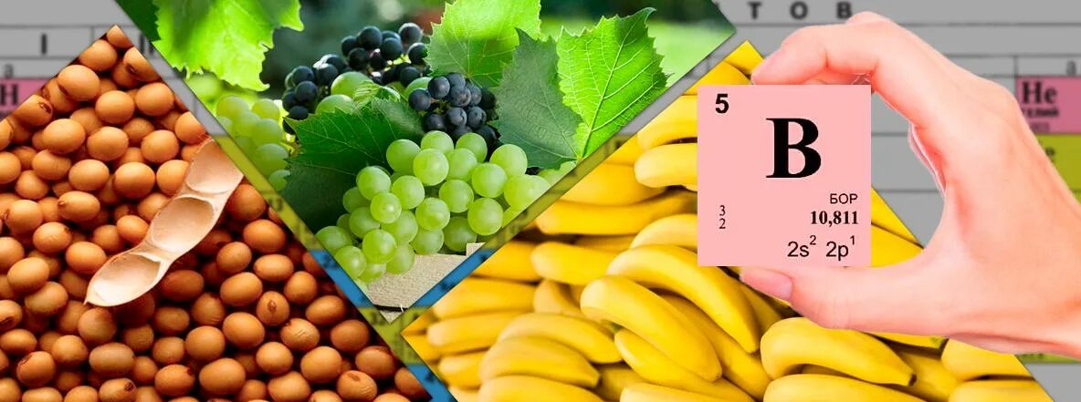 Где содержится бор. Бор микроэлемент. бор в продуктах. бор в организме человека. пищевые источники бора.