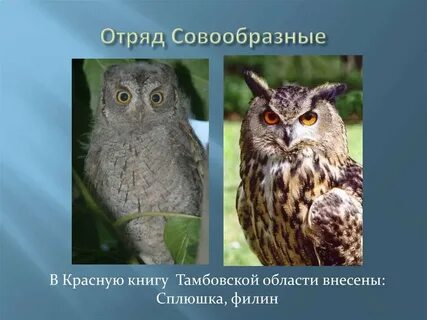 Представители сов