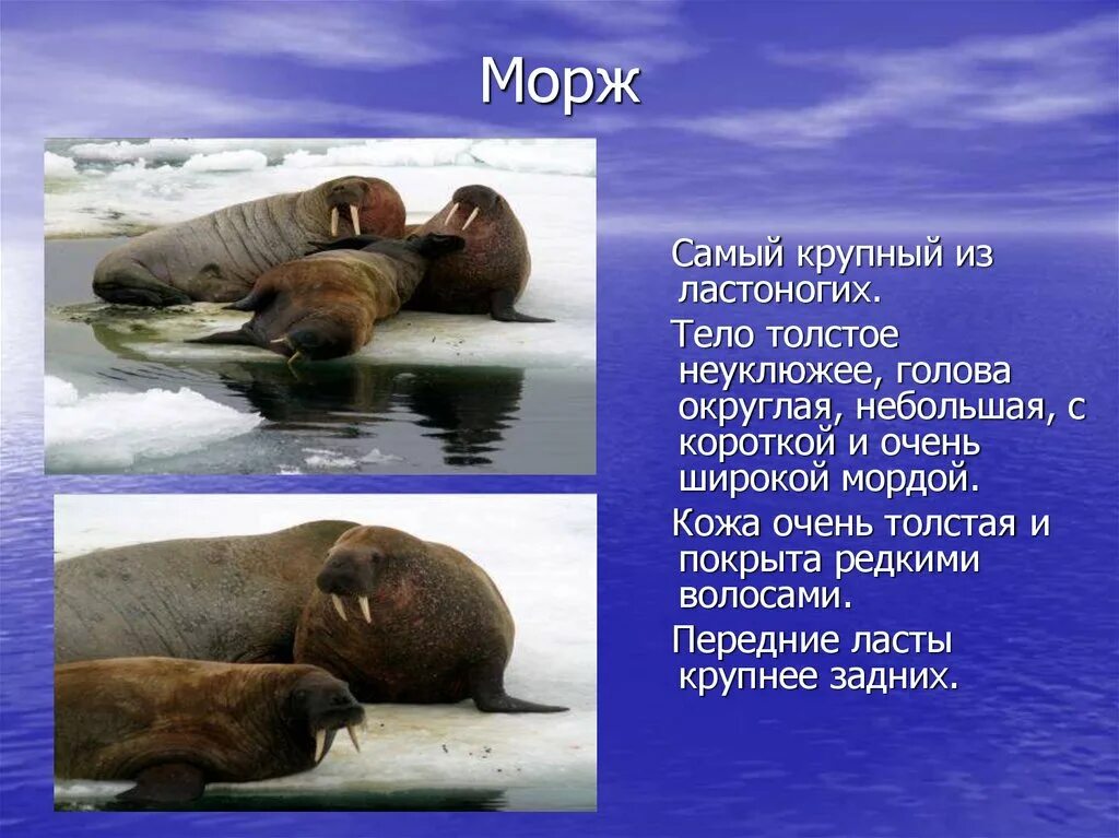 Ластоногие моржи. Морж занесен в красную книгу России. Морж красная книга России. Животные красной книги морж.