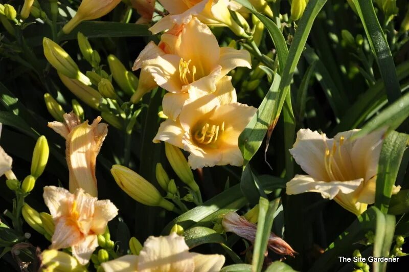Лилейник лонгфилдс перл. Лилейник longfields pearl. лилейник (hemerocallis) longfields pearl. лилейник мини перл. лилейник гибридный лонгфилдз перл.