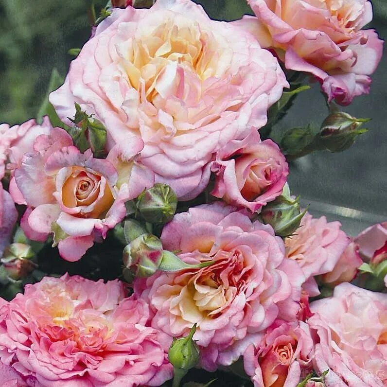 Кантри сан роза эквадор. Роза кантри луиза (country louise). Country rose. Country rose. Роза кантри спирит луиза.