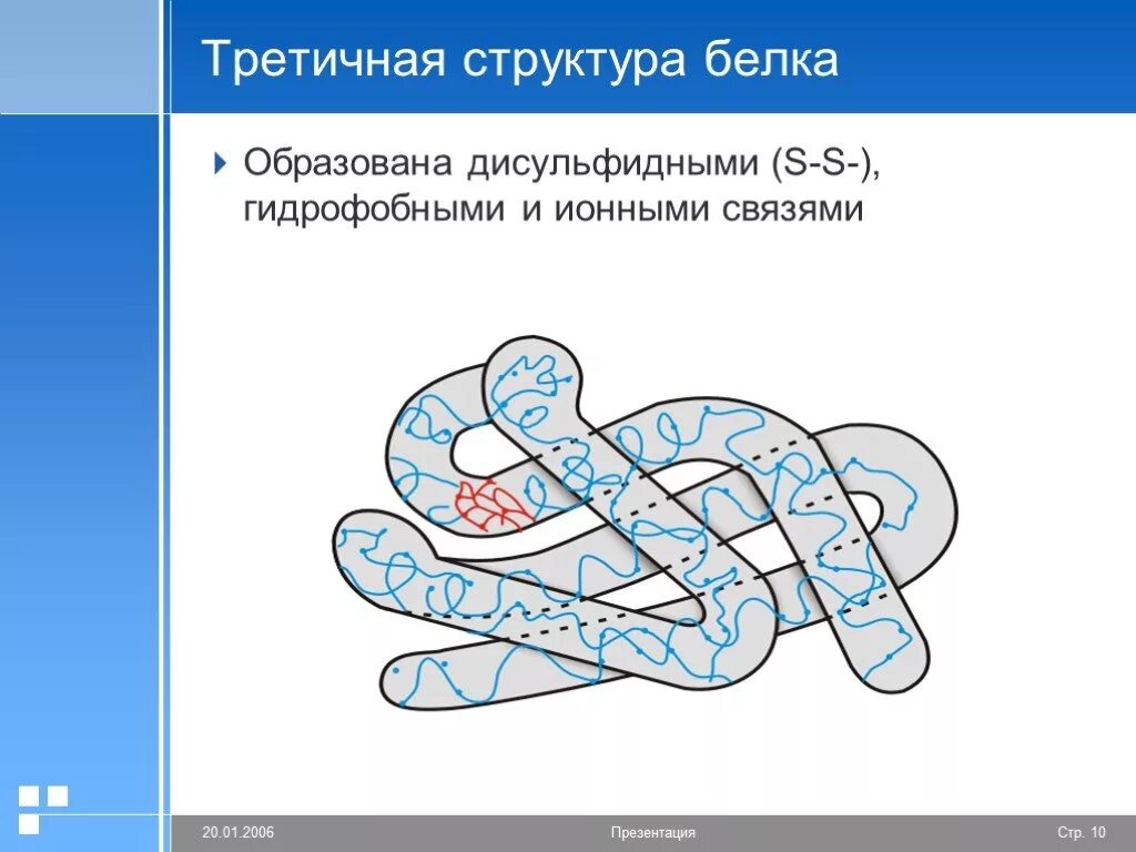 Как формируется структура белка. Третичная структура глобула. третичная структура белка это структура. третичная структура белка глобула. дисульфидные связи структура белка.