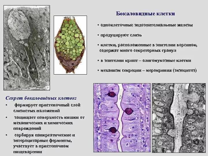 Слизистые клетки секрет. Бокаловидные клетки эпителия кишечника. Функции бокаловидных клеток в эпителии. Строение бокаловидной клетки. Одноклеточные бокаловидные клетки.