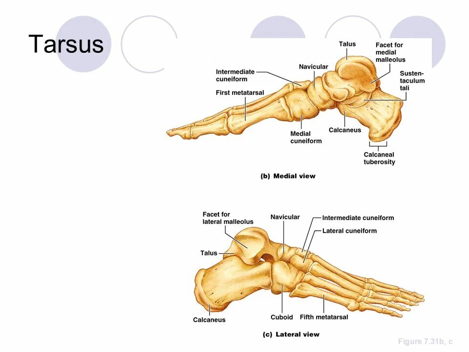 7 bone