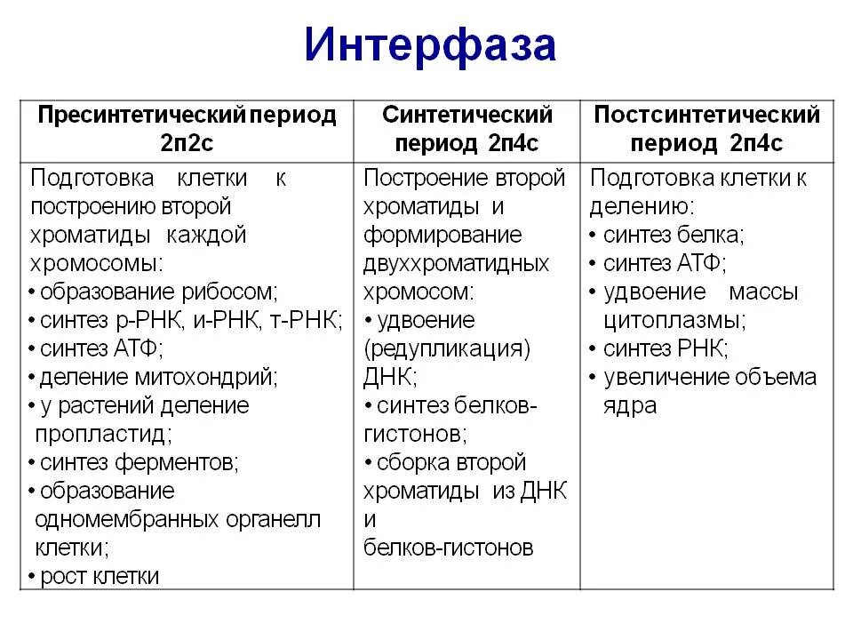 Где происходит интерфаза. Характеристика этапов интерфазы. периоды клеточного цикла интерфаза. характеристика периодов интерфазы. периоды интерфазы таблица.