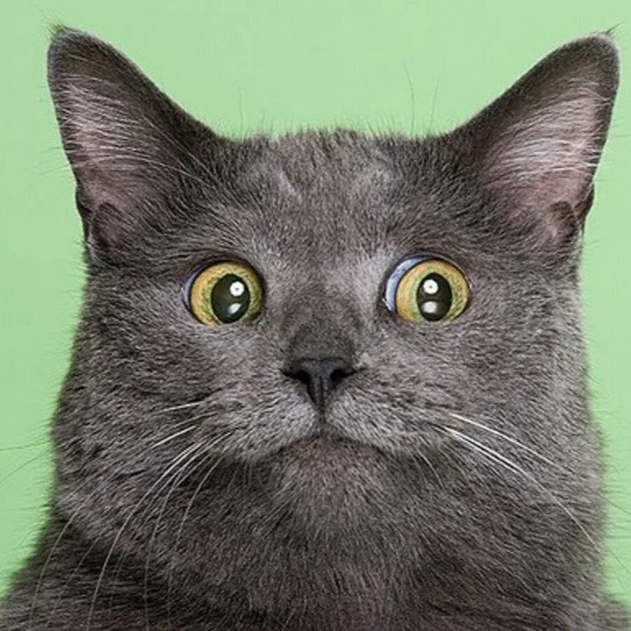 Котик со