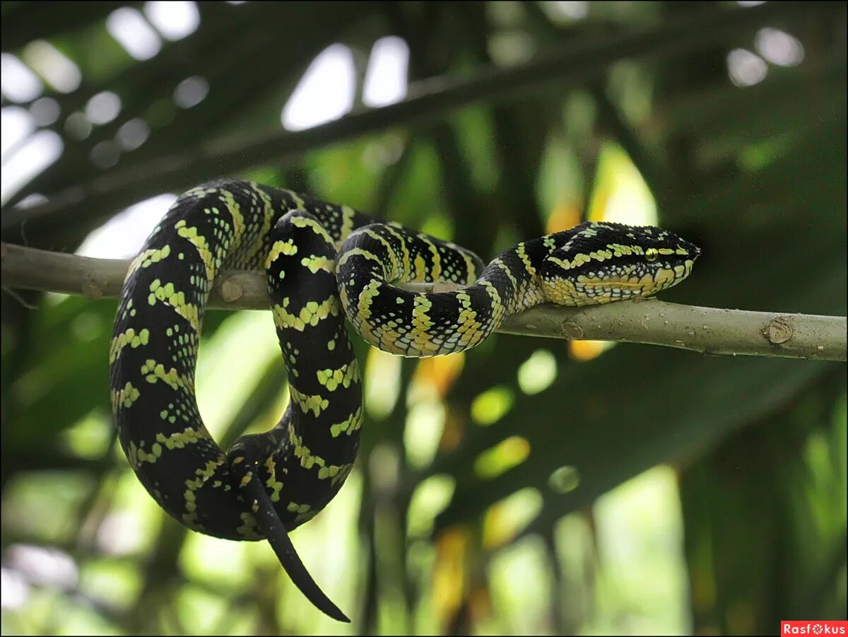 болотный полоз приморский край. анаконда в джунглях. Azemiops feae. питон в джунглях. зеленая тропическая змея.