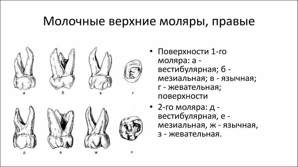 Второй маляр молочный зуб как выглядит Twenty-Four-Month Clinical Evaluation of A Newly Developed Zinc Reinforced Conve
