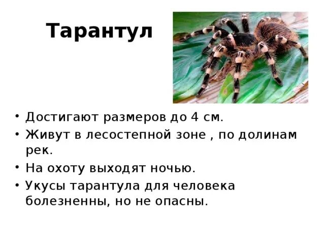 Тарантул место обитания. Рассказ о тарантуле. тарантул опасен для человека. доклад про тарантула. доклад про тарантула 3 класс.