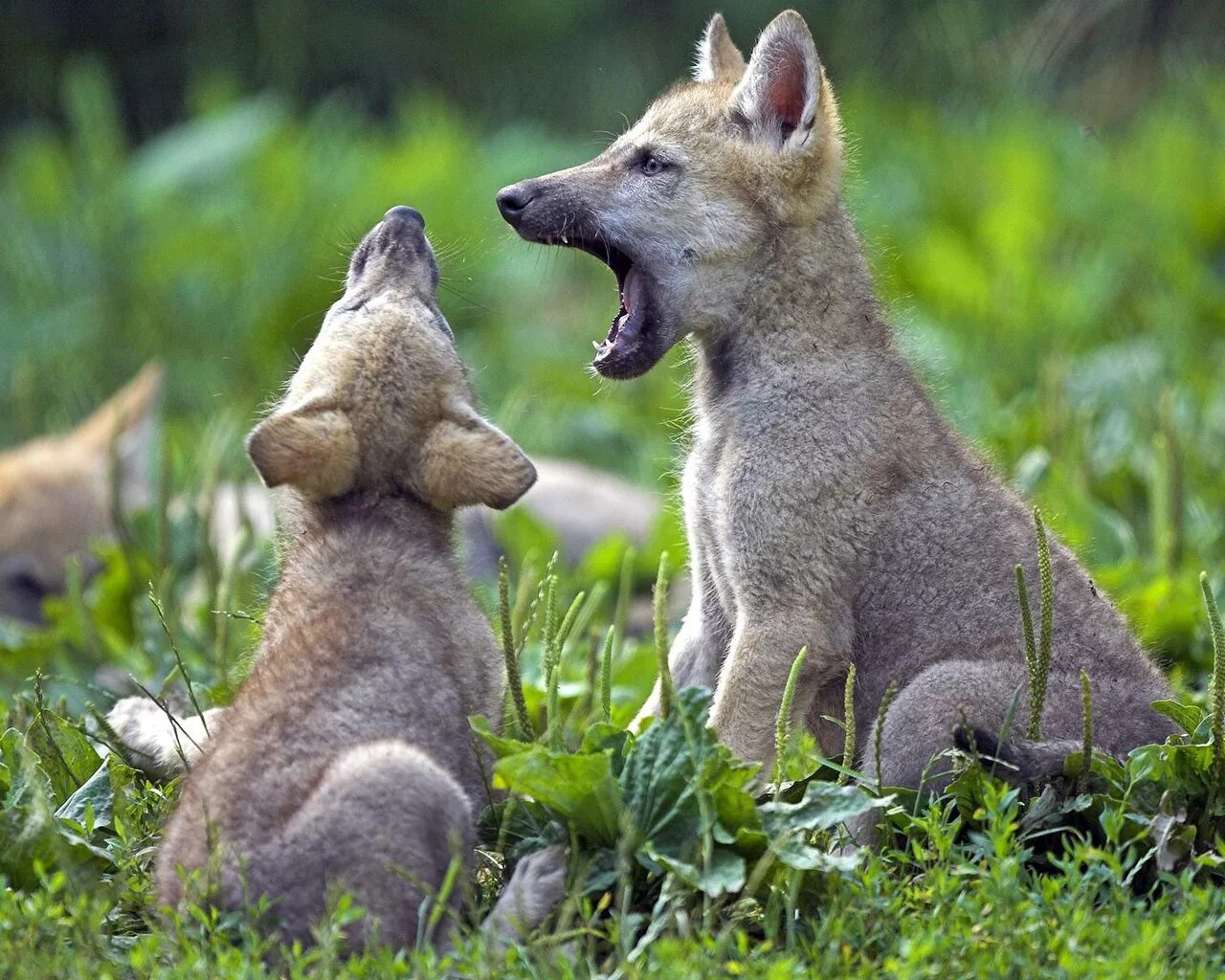 Какие там звери. Волчата. Волк с волчатами. Детеныши животных. Про маленького волчонка.