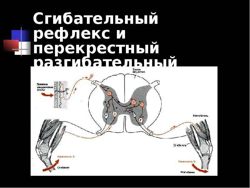 Рефлекторная дуга сгибательная рефлексы. Сгибательный рефлекс рефлекторная дуга. Сгибательный рефлекс предплечья рефлекторная дуга. Шагательный рефлекс рефлекторная дуга. Рефлекторная дуга сгибательного рефлекса схема.