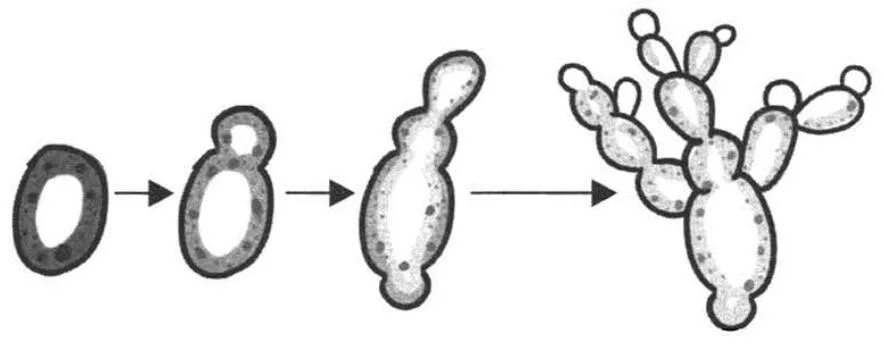 Рассмотрите рисунок с изображением дрожжей какое