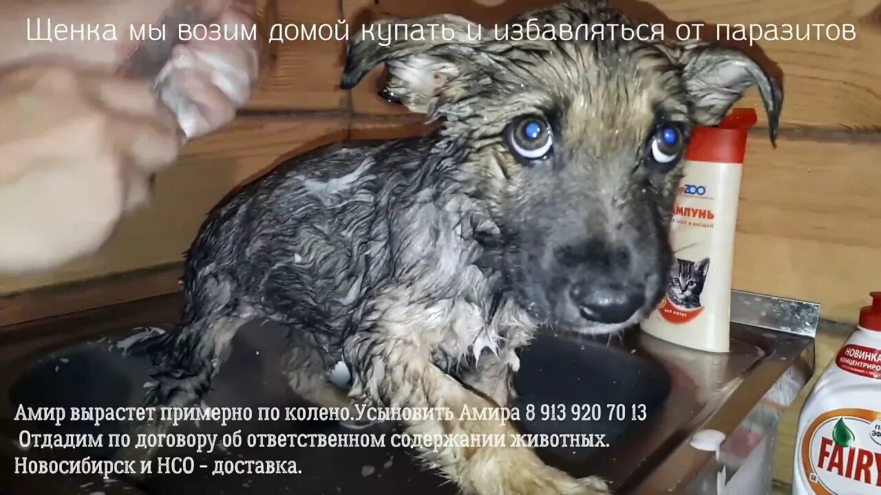 Спасение бездомных животных нск. Приют для животных дари добро новосибирск. приют для животных дарить добро. дари добро новосибирск пес мальчик с опарышами.