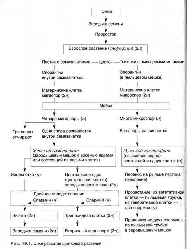Образование пыльцы в пыльцевом мешке. Последовательность оплодотворения у цветковых растений таблица. Схема двойного оплодотворения у покрытосеменных растений 7 класс. Цикл развития покрытосеменных растений двойное оплодотворение. Оплодотворение покрытосеменных растений схема.