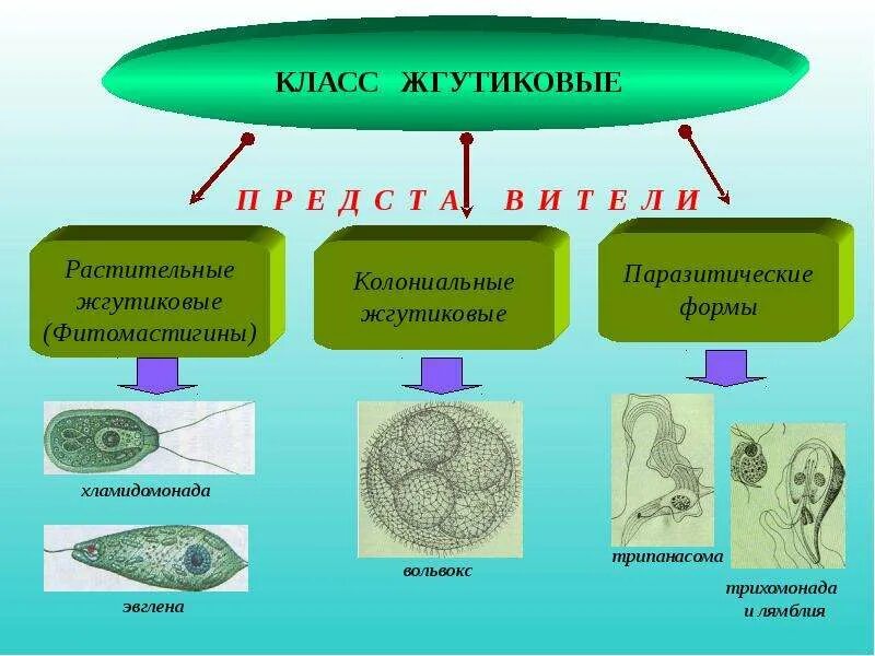 Выберите паразитических простейших ответ. Тип Саркожгутиконосцы класс жгутиковые. Паразитические представители класса жгутиковые. Тип простейшие класс жгутиковые представители. Класс жгутиковые представители.