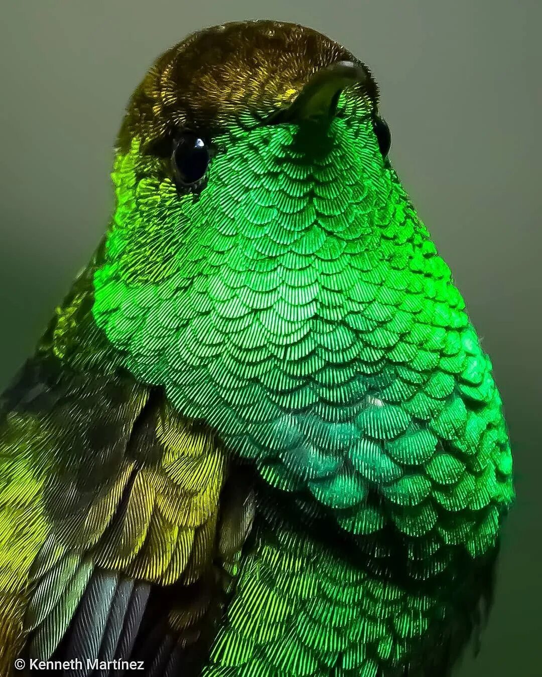 Фото зеленых птиц. Пуэрториканский изумрудный Колибри. Колибри Изумрудное горлышко. Изумрудная танагра. Птица зелёного цвета.