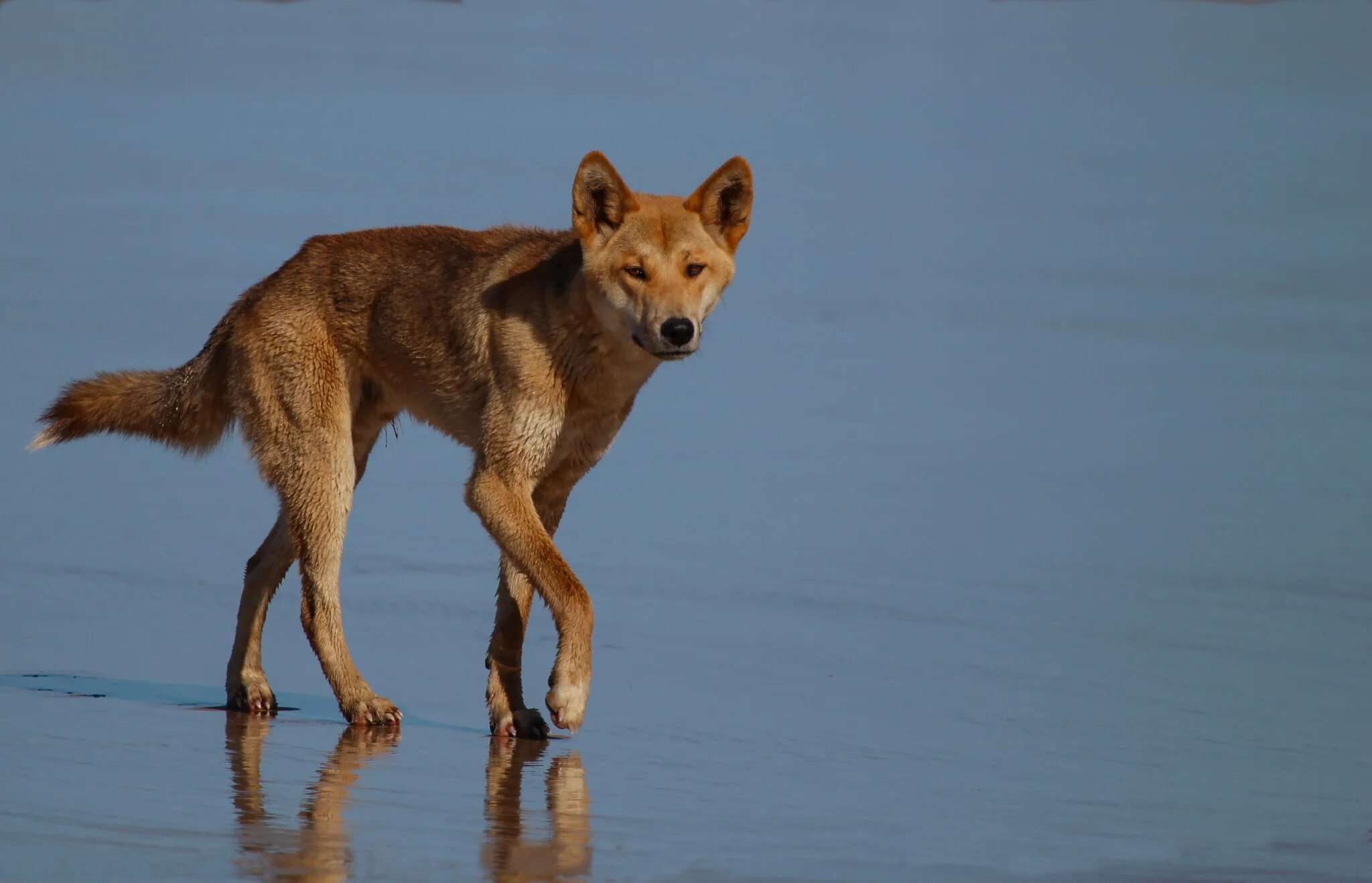 Австралийский Динго. Канис Люпус Динго. Дикая собака Динго. Canis Lupus Dingo (Taxon).