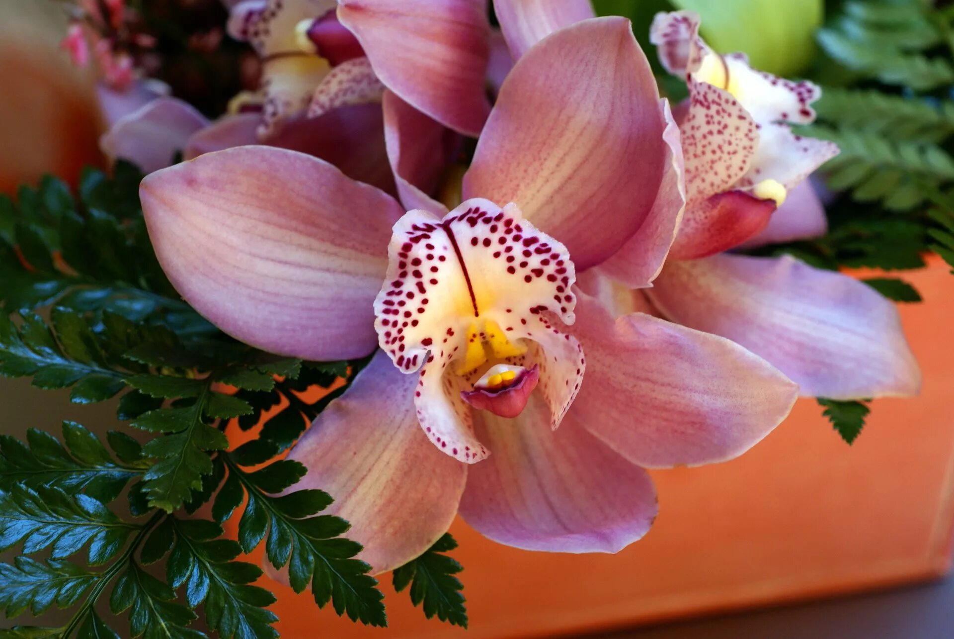 Victoria orchid