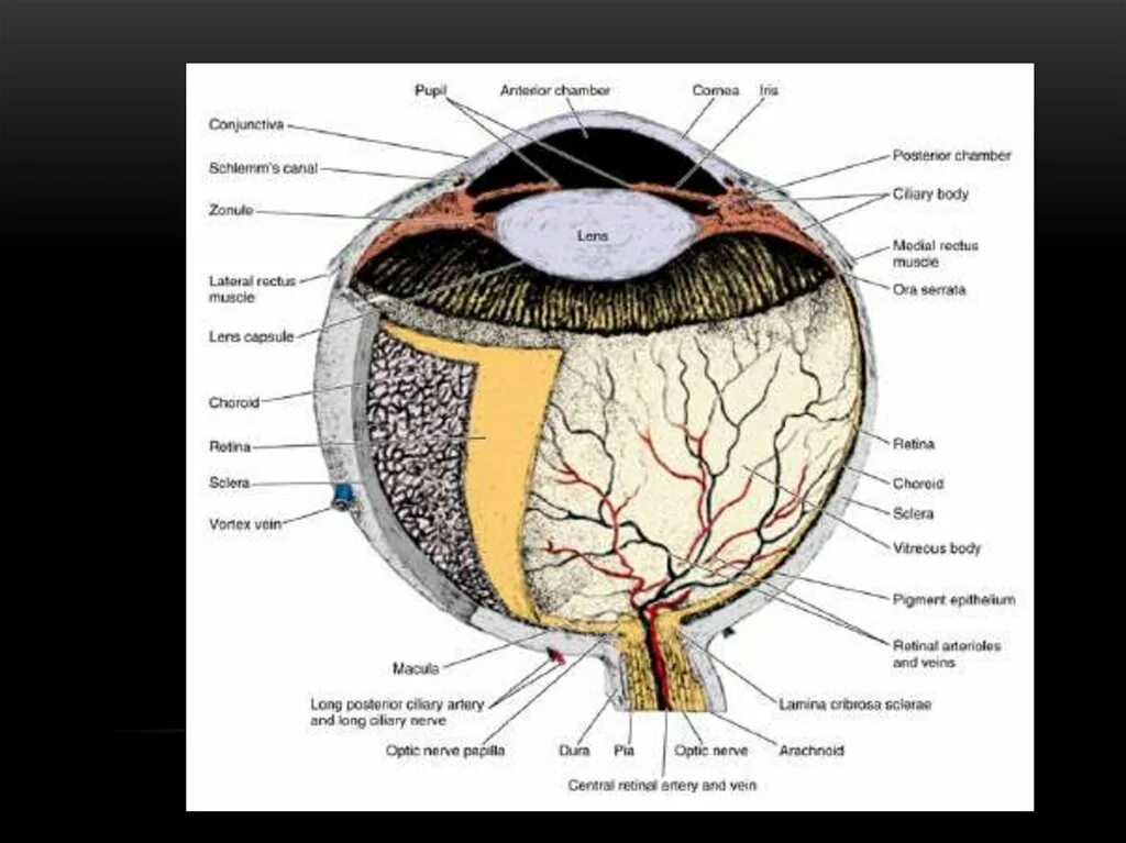 Сетчатка тело функции. Оболочки сетчатки гистология. Радужка глаза анатомия. Решетчатая пластинка склеры. Роговица глаза гистология.