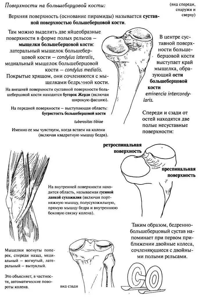 Внутренний мыщелок большеберцовой