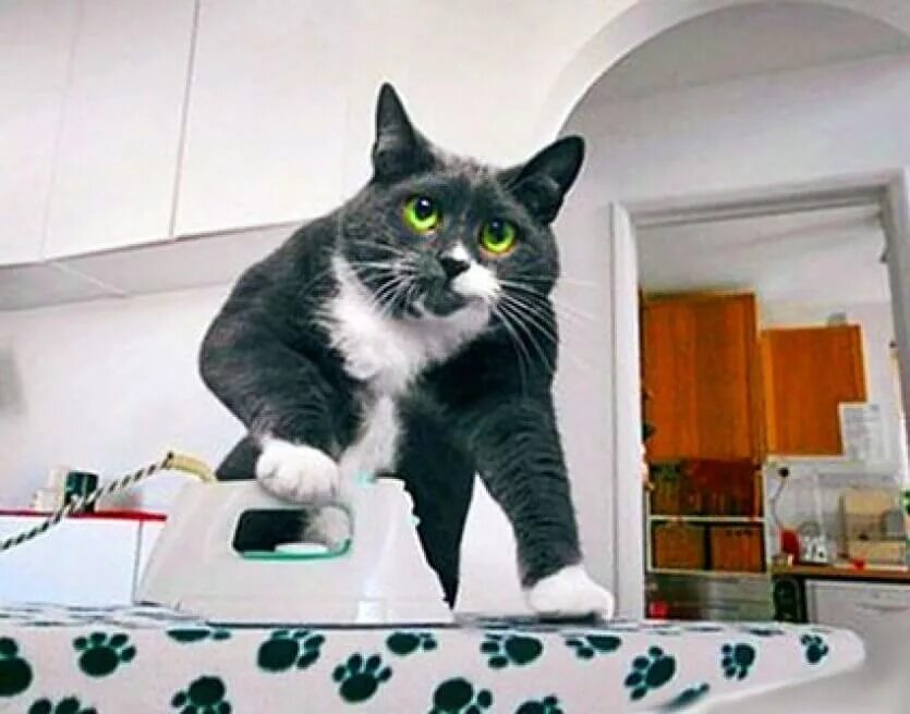 Большой кот домохозяин. Кот стирает. кот гладит белье. гладить кота. кот убирается.