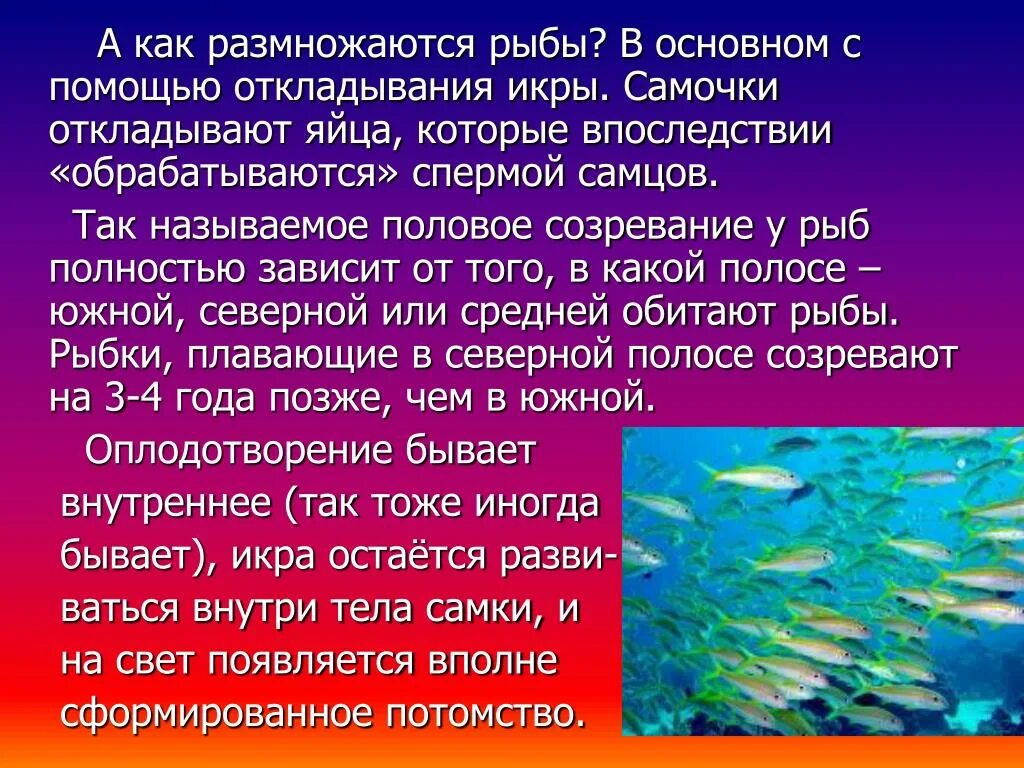 Как размножаются рыбы доклад. Особенности размножения рыб. Как размножаются РЫБЫРЫБЫ. Размножение рыб 7 класс.