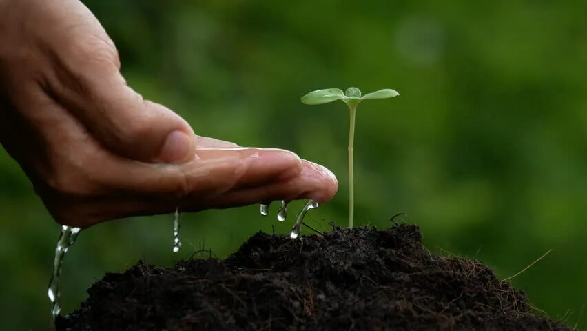 Plant video. Жизнь в почве. Руки поливающие дерево. Soil Water. Sapling.