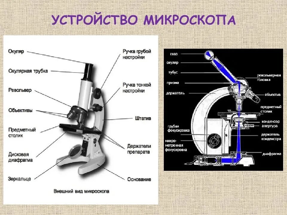 Части микроскопа и их названия и функции. Строение микроскопа окуляр функция. Оптический микроскоп схема строения. Устройство микроскопа макровинт. Биология 5 кл строение микроскопа.