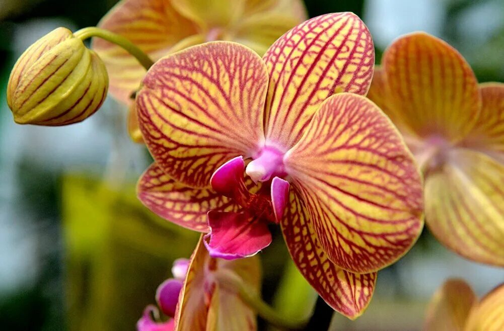 Орхидея карнавал. Фаленопсис venetian carnival. Орхидея карнавал. Орхидеи в ботаническом саду. Venetian carnival орхидея.