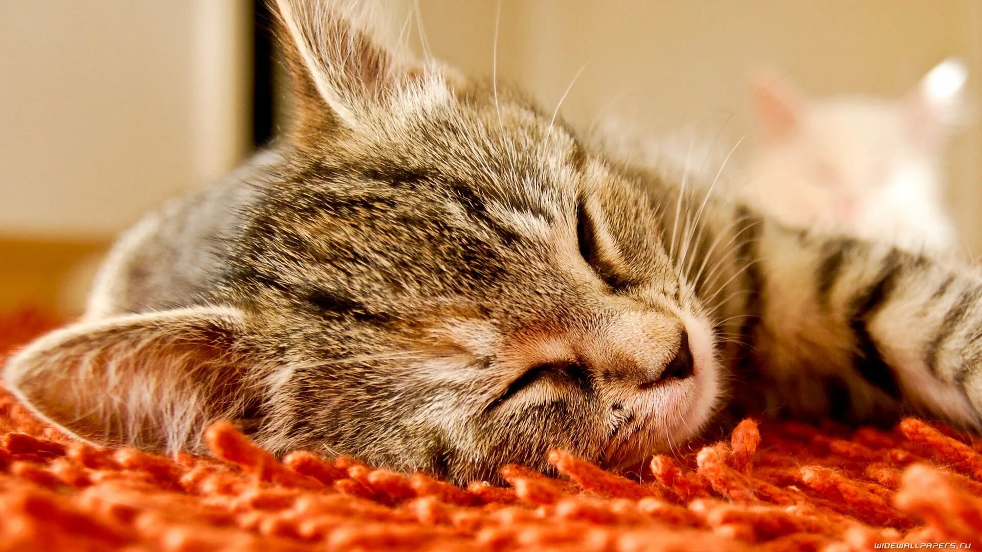 Кот вышел поляну и сладко. Спящий кот. доброй ночи котик. спокойный кот. спокойной ночи котики.