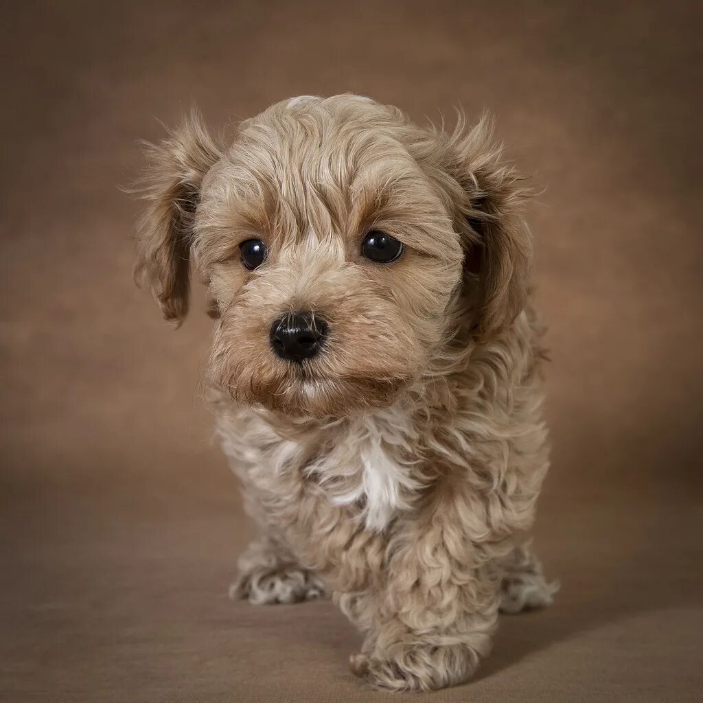 Знаки зодиака "дева". Характеристика женчин. Дева мужчина характеристика. Породы собак для знаков зодиака. Породы собак по гороскопу.