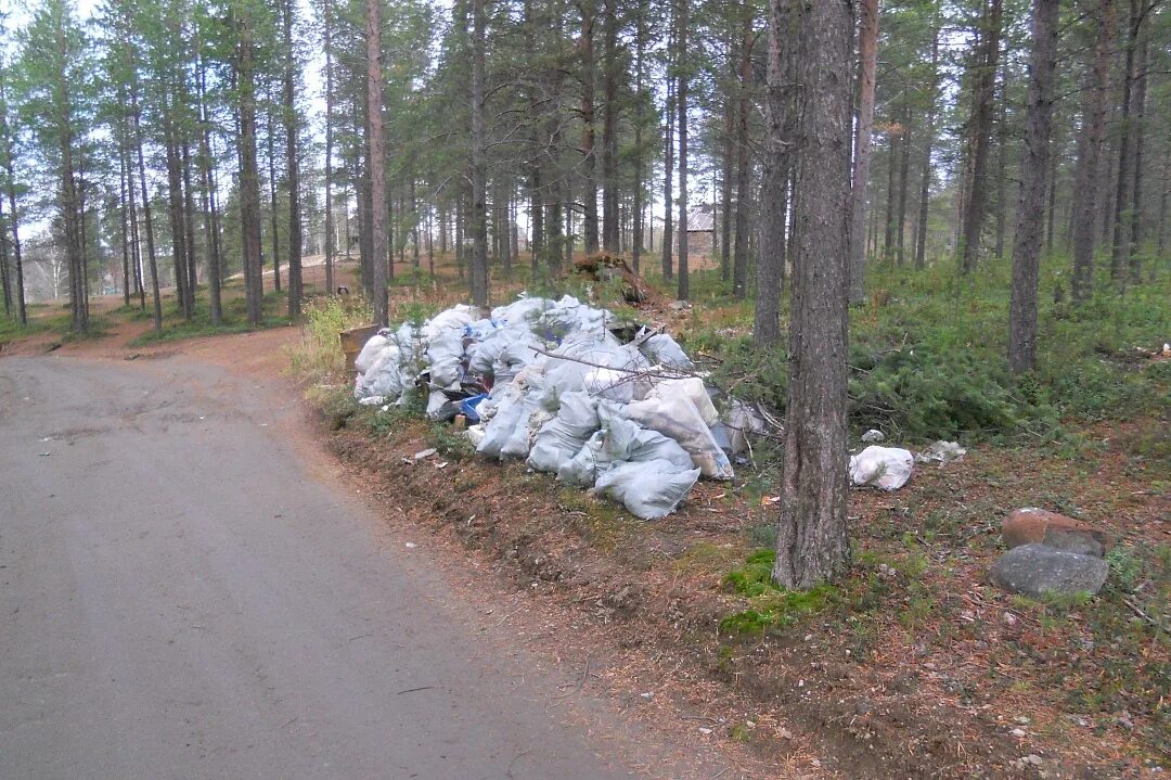 ель, сосна подмосковная. кировское лесничество ленинградской области. хвойные заготовки.