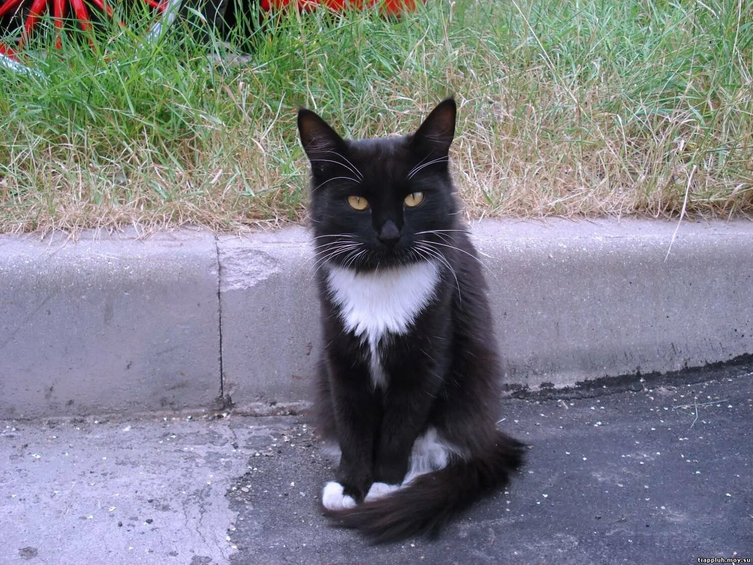 Черная кошка с белой грудкой. Чёрный кот с белой грудкой. Черные коты с белой грудкой. Черная кошка с белыми лапками. Белый галстук у черного кота 7 букв