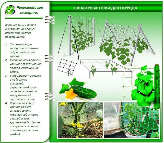 На каком расстоянии сажать огурцы семенами. Схема высадки огурцов в грунт. Огурцы схема посадки в открытый грунт на шпалеру. Схема посадки огурцов в теплице. Схема выращивания огурцов в открытом грунте.