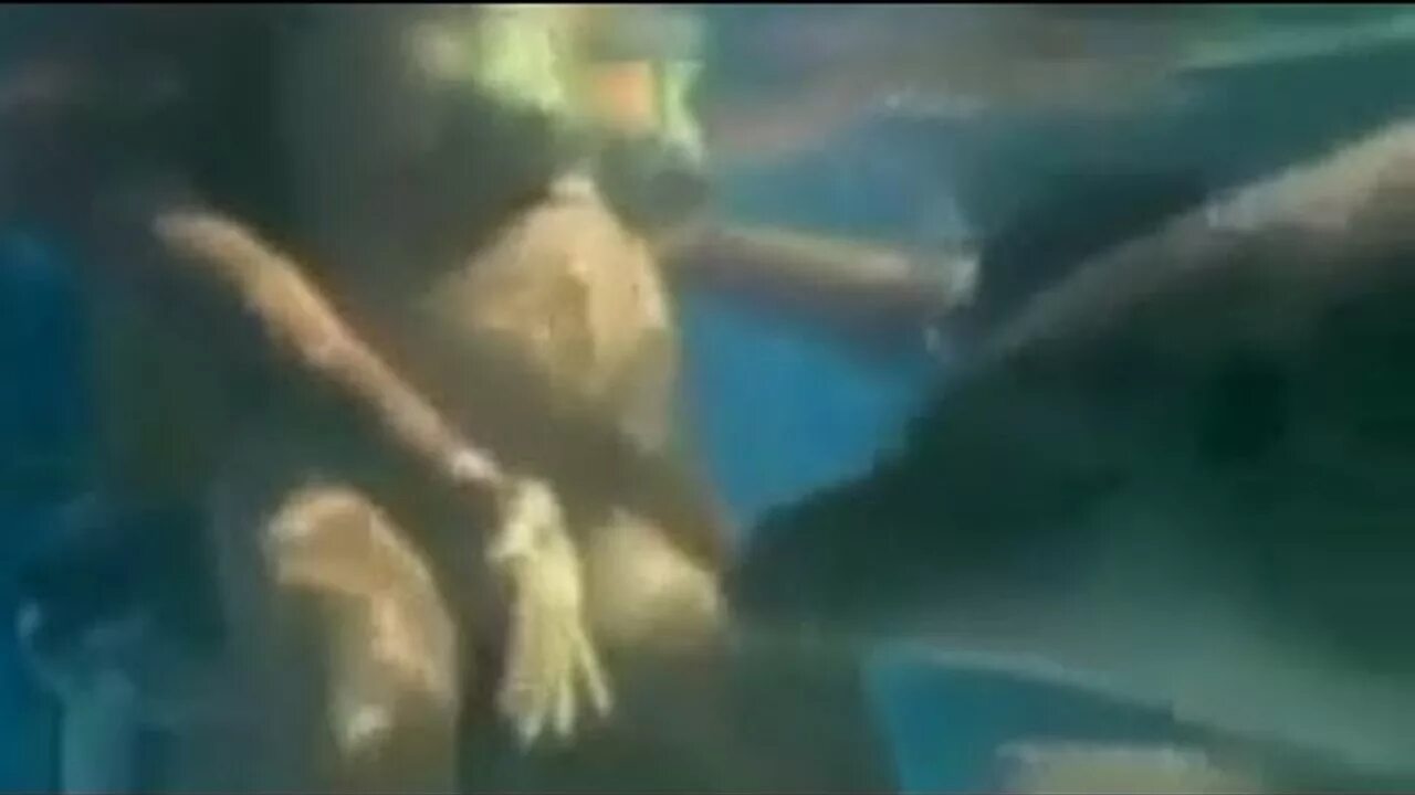 дельфины отрезают головы рыбам поменьше. дельфины с ногами. человек спаривается с рыбой. касатка тиликум 2010. дельфины спариваются.