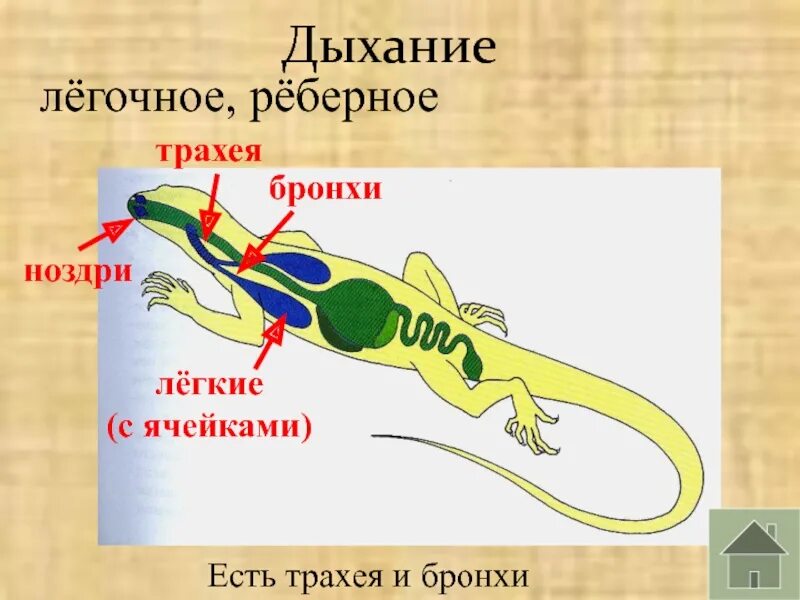 Пищ система ящерицы. Дыхательная система пресмыкающихся схема. Дыхательная система пресмыкающихся ящерицы. Дыхательная система пресмыкающихся 7 класс биология. Пресмыкающиеся строение дыхательной системы.