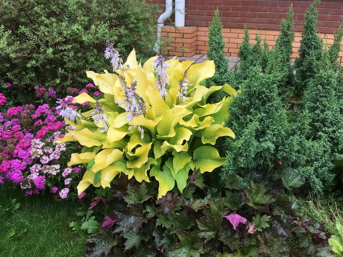 Хоста на клумбе. Хоста белоокаймленная миксбордер. Хоста манзо. Хосты в ландшафте. Хоста белоокаймленная миксбордер.