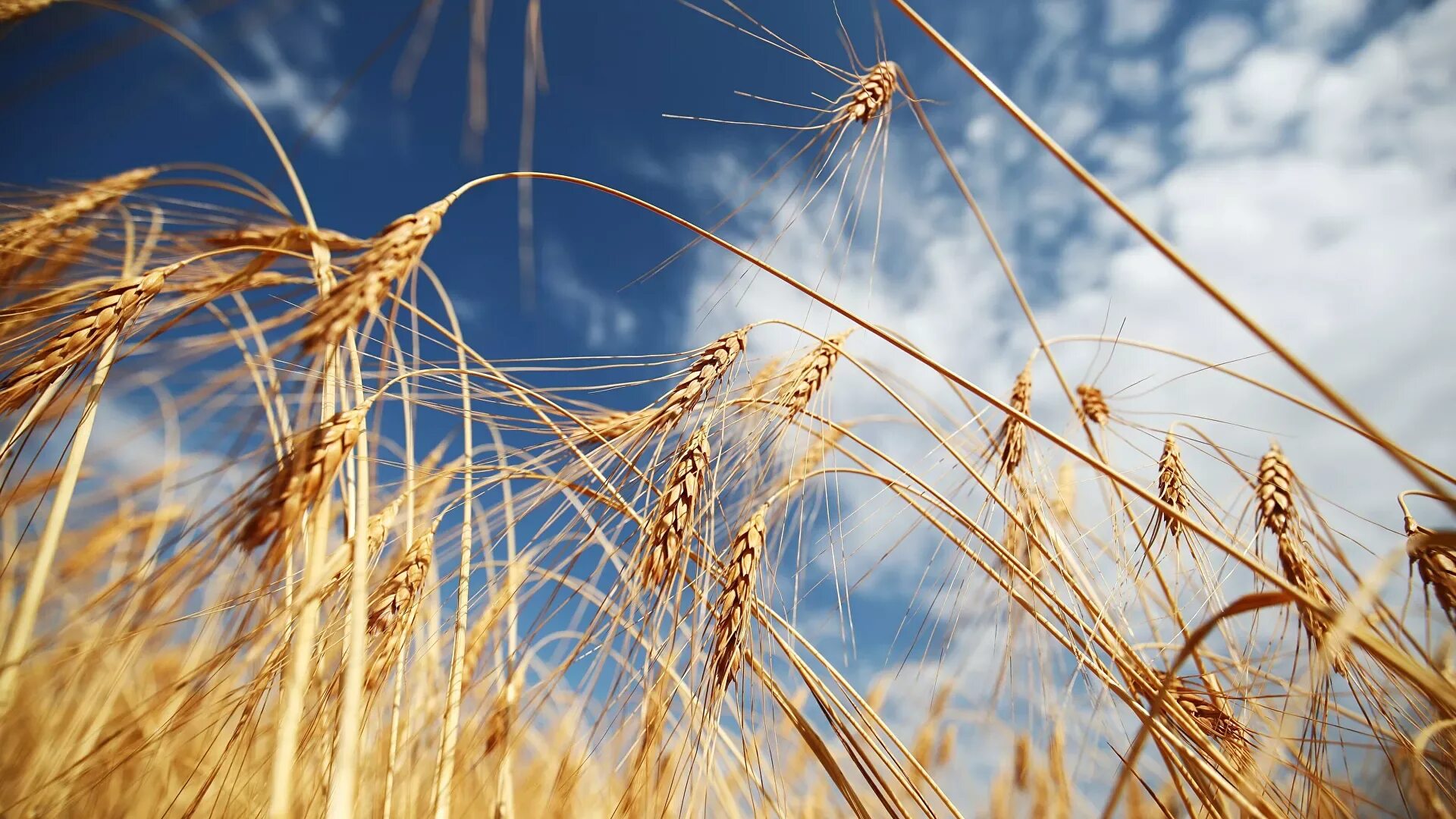 Россия пшеница. Урожай пшеницы. Пшеничное поле. Пшеница зерно.
