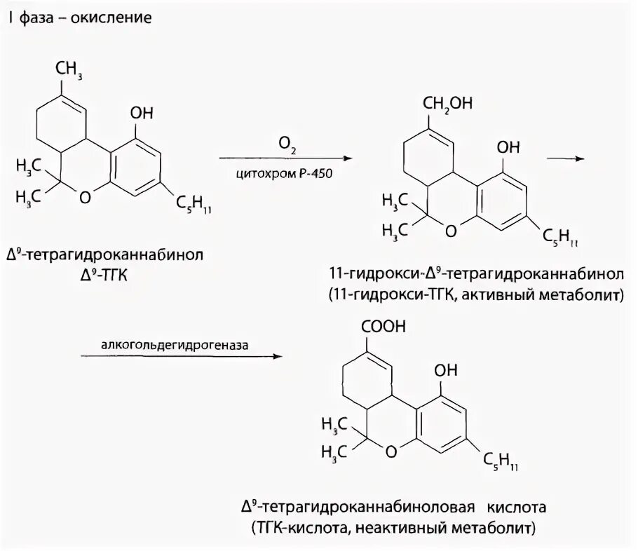 Тетрагидроканнабинол метаболиты. Метаболиты каннабиноидов. Биотрансформация тетрагидроканнабинола.