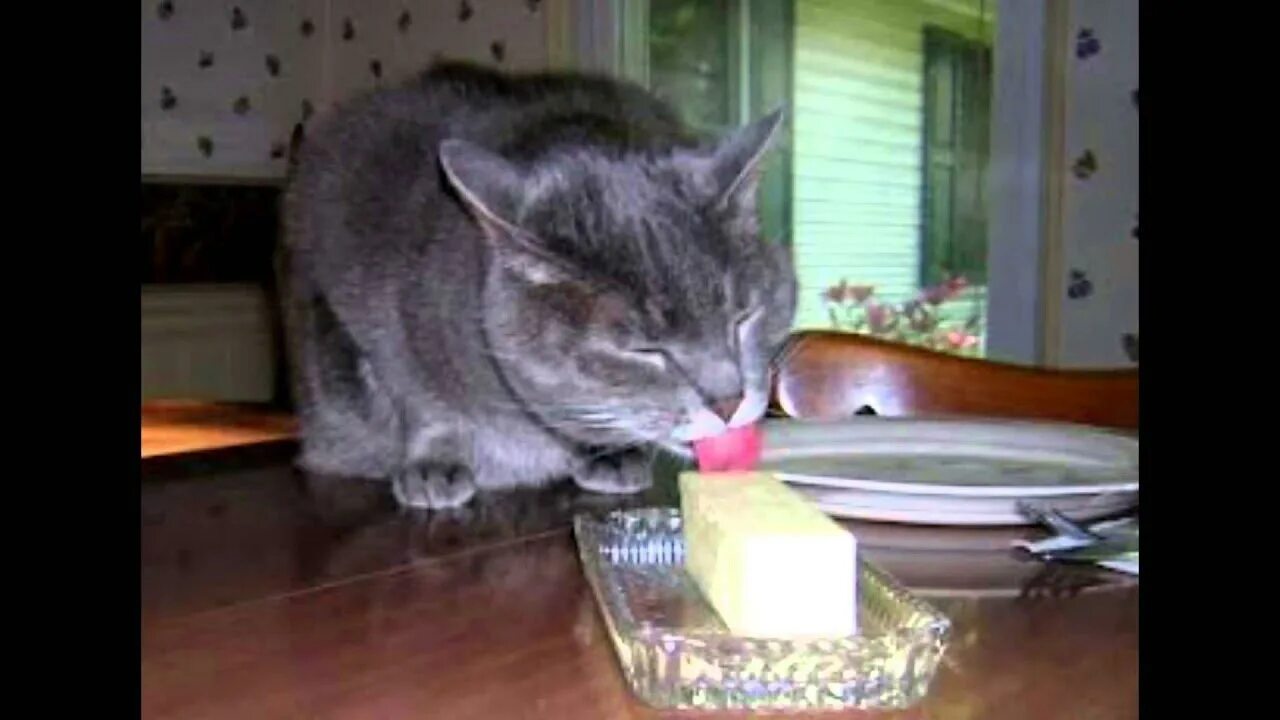 Растительное масло котам. Кот слизывает сметану. Кот ест сливочное масло. Котик ест сливки. Кот ест масло.