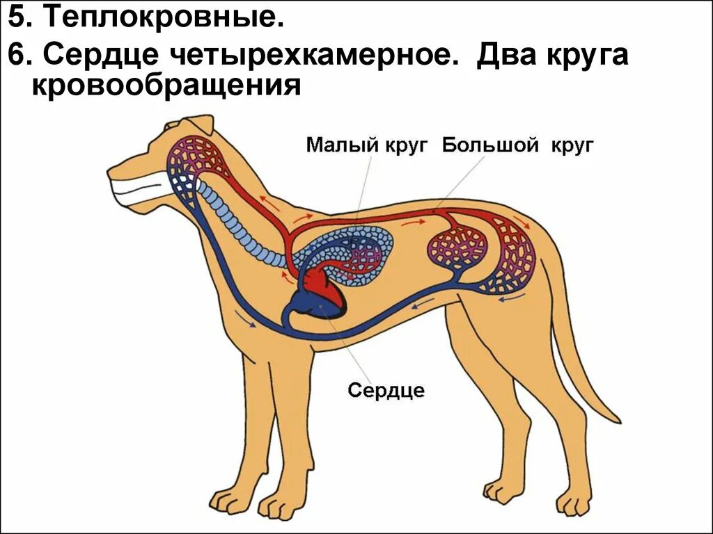 К клеткам тела животного поступает смешанная кровь. Система кровообращения млекопитающих. Строение кровеносной системы животных. Пищеварительная и дыхательная система млекопитающих. Пищеварительная система млекопитающих схема.