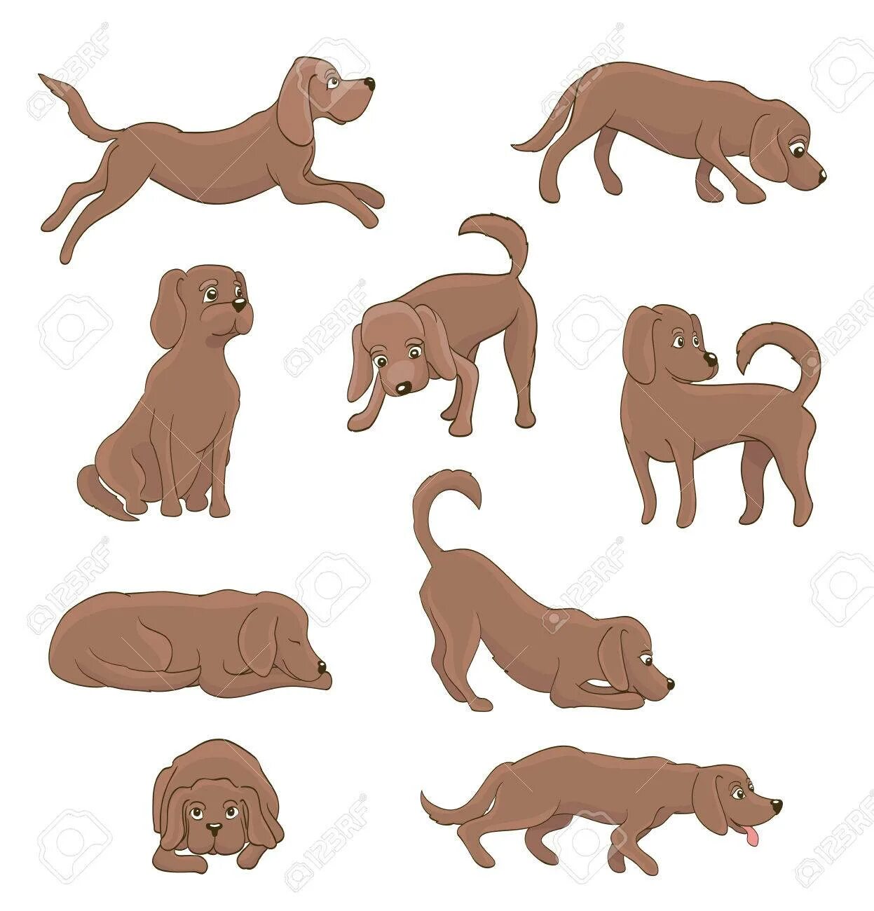 Dog positions