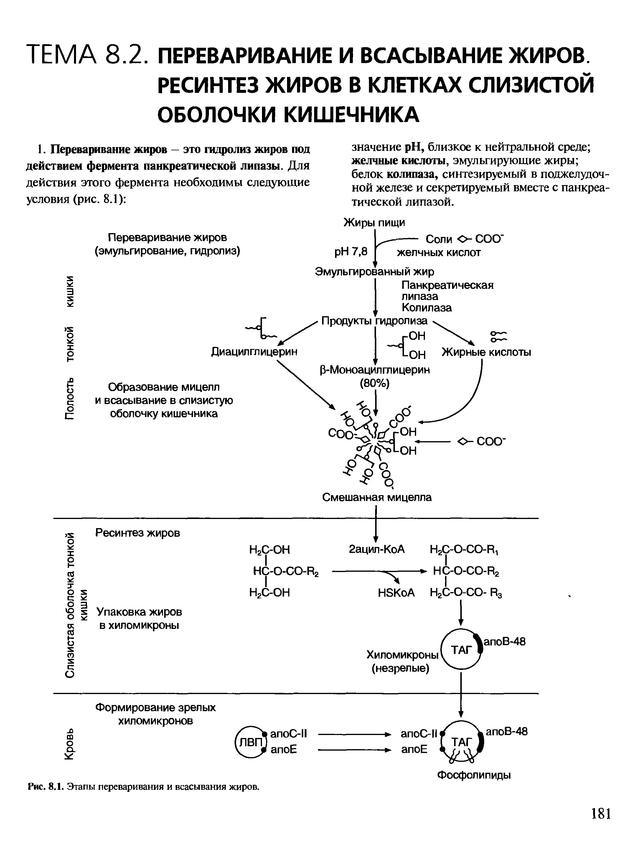 Ферменты расщепления липидов. Переваривание жиров биохимясхеиа. Схема переваривания жиров биохимия. Переваривание липидов биохимия схема. Переваривание и всасывание липидов схема.