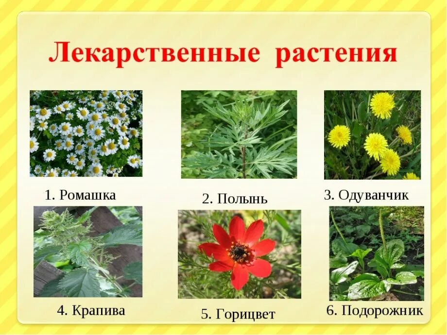 Растения в природе названия. Лекарственные растения. лечебные растения. лекарственные растения для детей. лекартсвенныерастения.