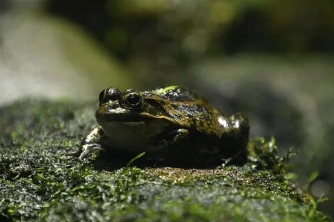 Free Frog Green photo and picture. 