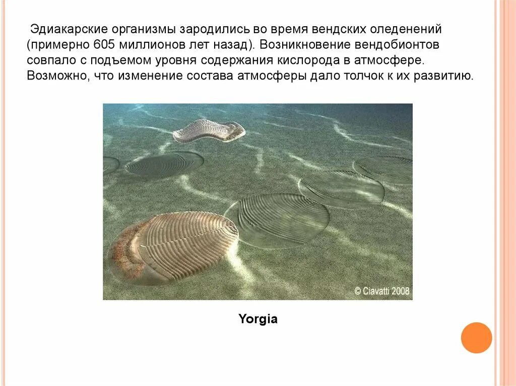 Какие особенности были у вендобионтов докембрийских животных