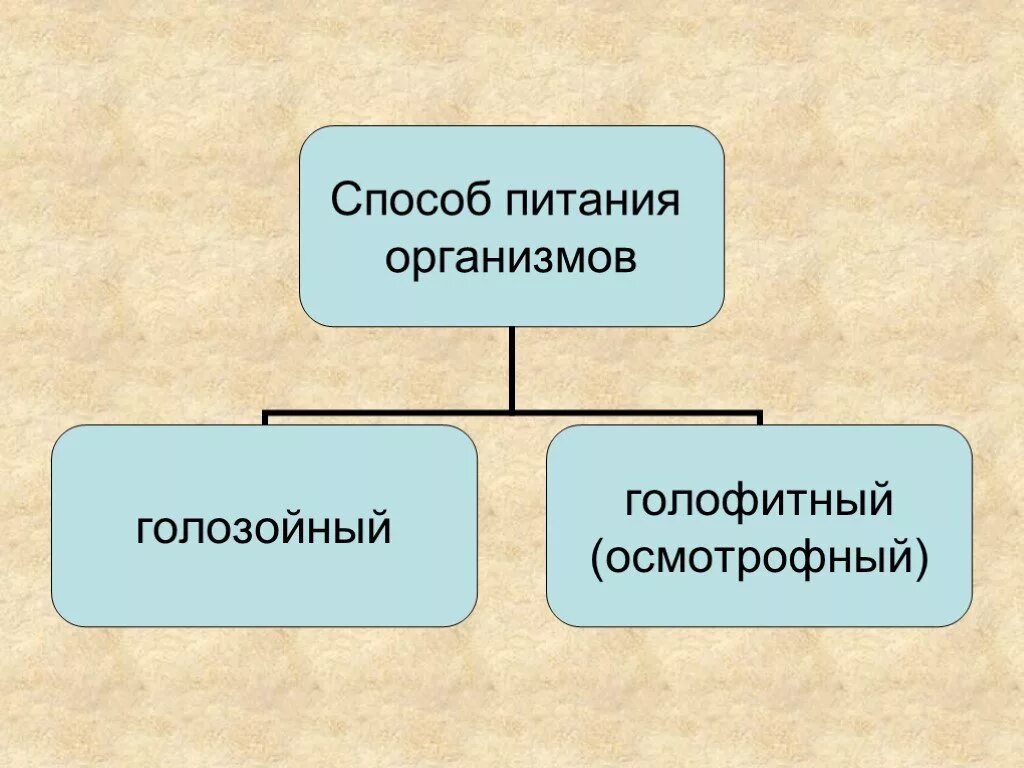 Процессы питания живых организмов. Голофитный способ питания. Голозойный способ питания. Осмотрофный и голозойный способ питания. Осмотрофный Тип питания.