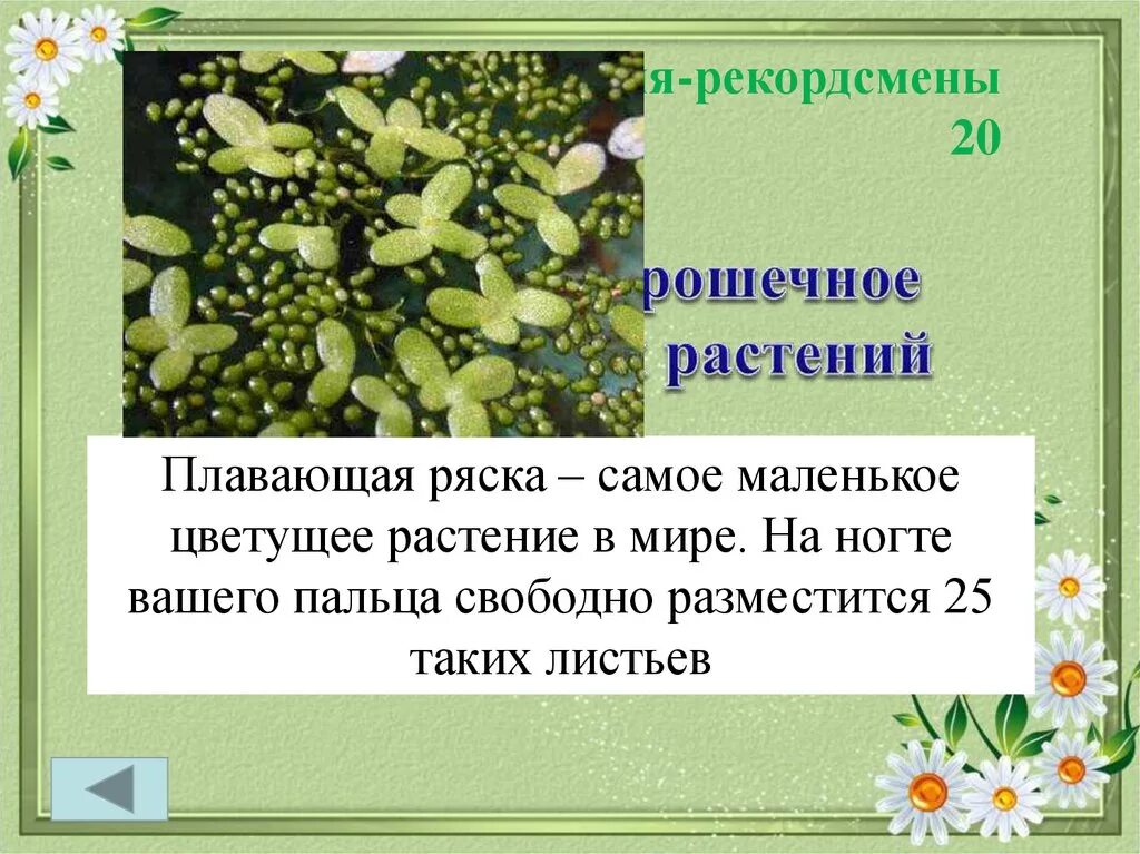Растения рекордсмены презентация. Необычные растения презентация. Растения рекордсмены. Интересная информация о растениях. Удивительные растения презентация.